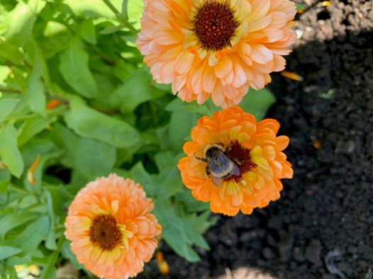 Simple solutions for sustainability