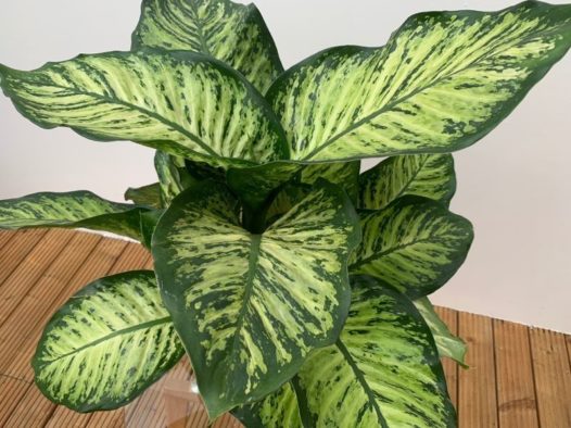 Plant Showcase – Dieffenbachia
