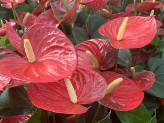 Flamingo flower power