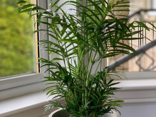 A palm for the parlour