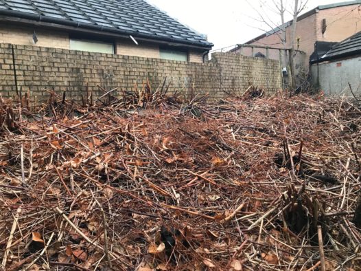 Time to tackle invasive weeds