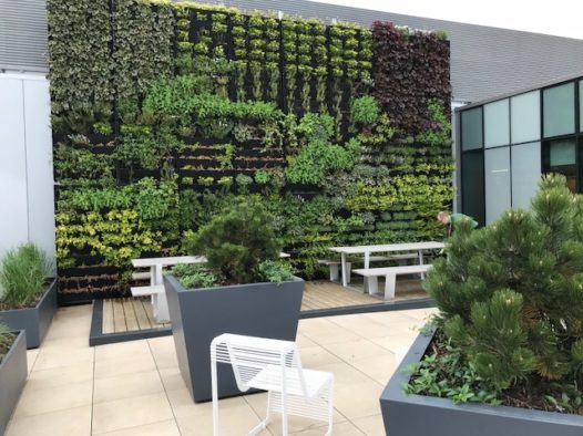 5 plants for exterior green walls