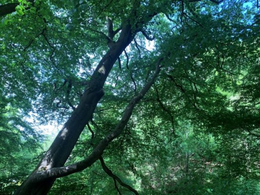 The importance of tree surveys