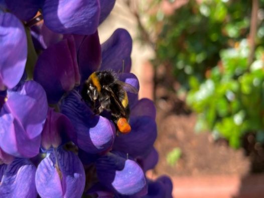 Bee magnets improve green credentials