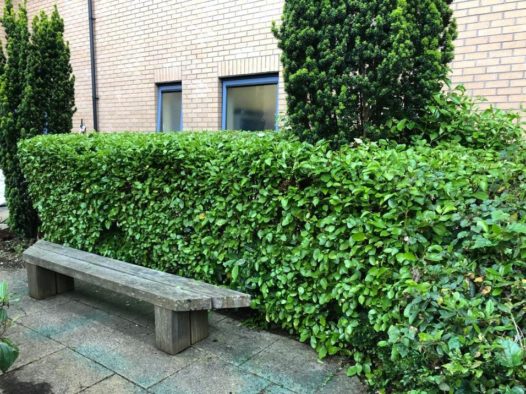 Green light for hedge trimming