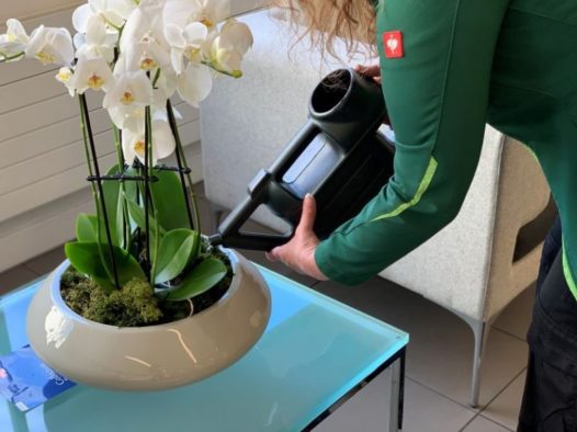 Winter indoor plant care regime