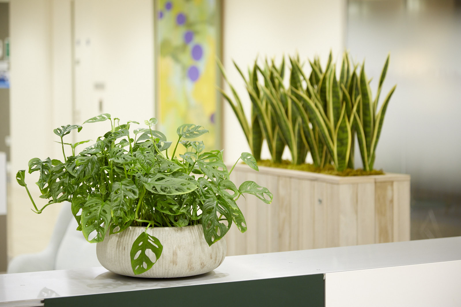 Indoor Plants GP Plantscape Office Plants, Indoor & Outoor