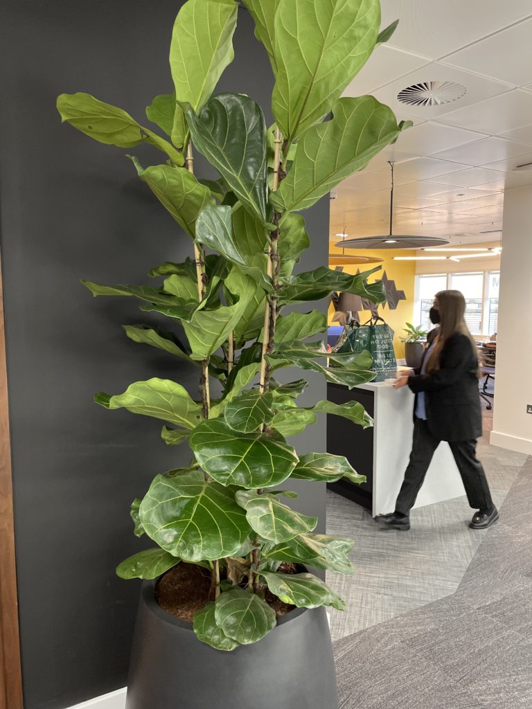 Ficus lyrata - indoor tropical plant
