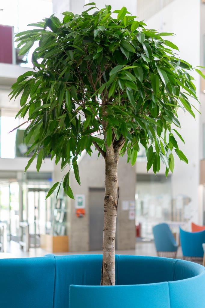 Indoor tropical plant - tree 