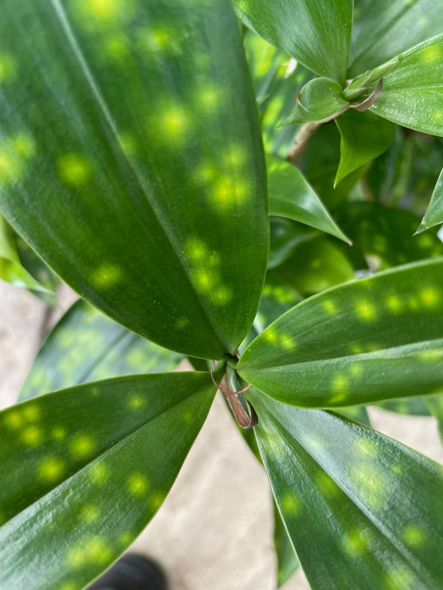 Dracaena surculosa - GP Plantscape - Office Plants, Indoor & Outoor  Landscaping, Plant Displays and Christmas Tree Displays