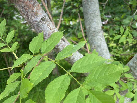 Why it’s important to manage ash trees