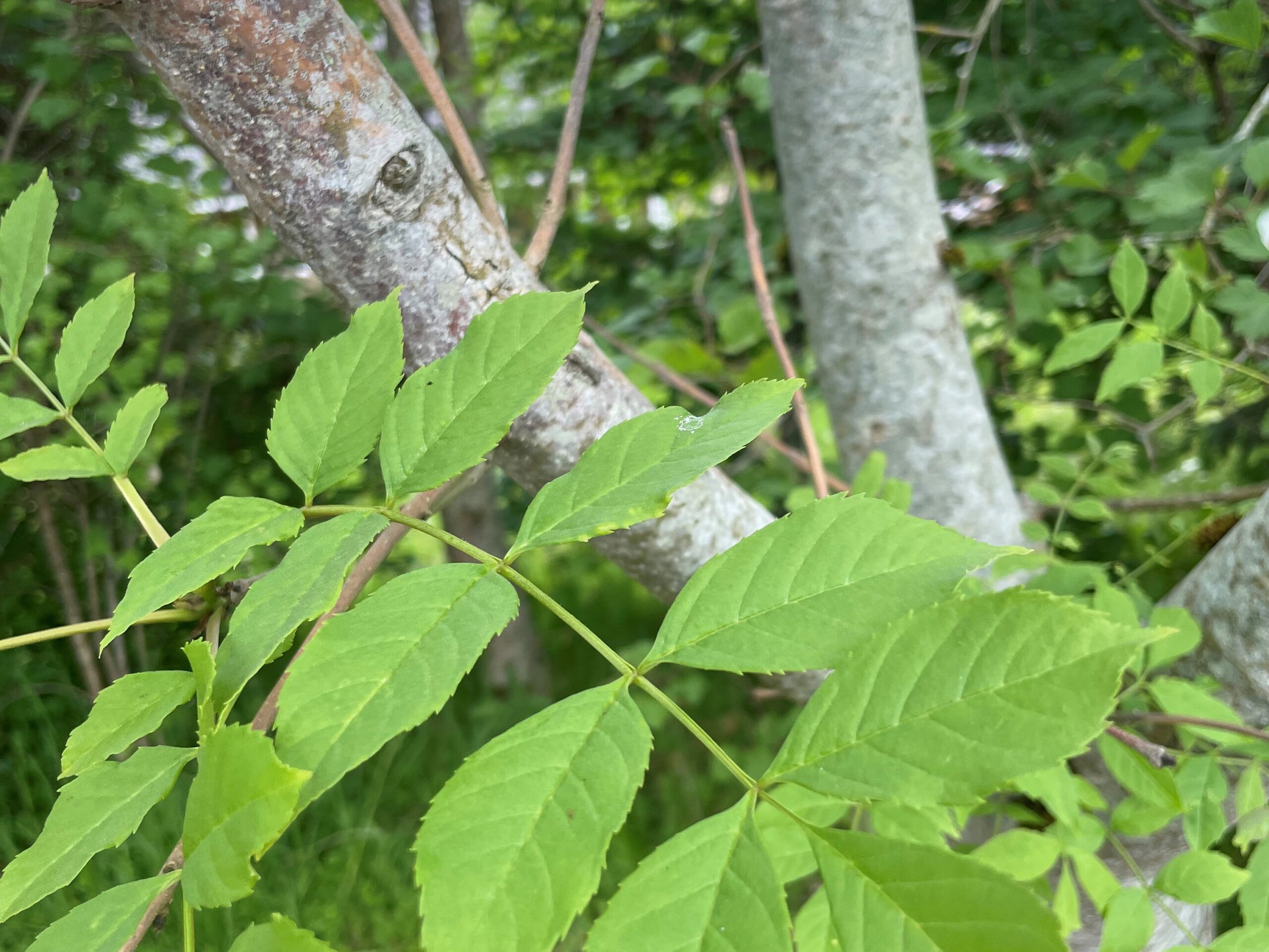 Why it's important to manage ash trees GP Plantscape Office Plants
