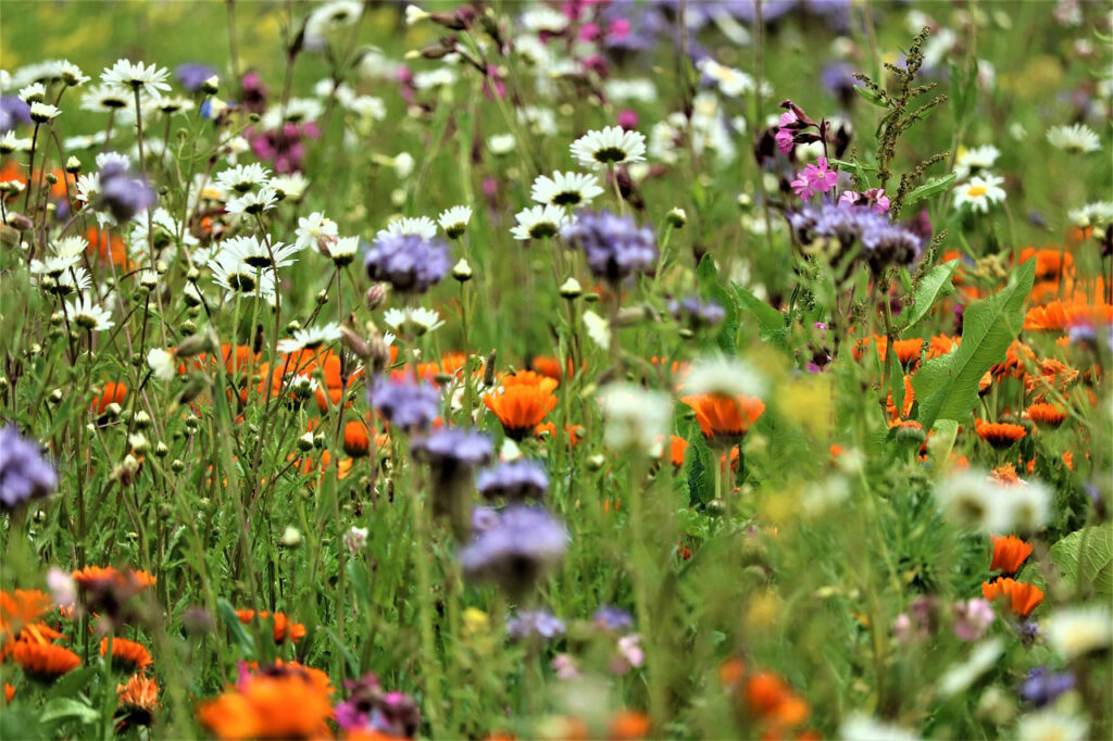 Biodiversity planting