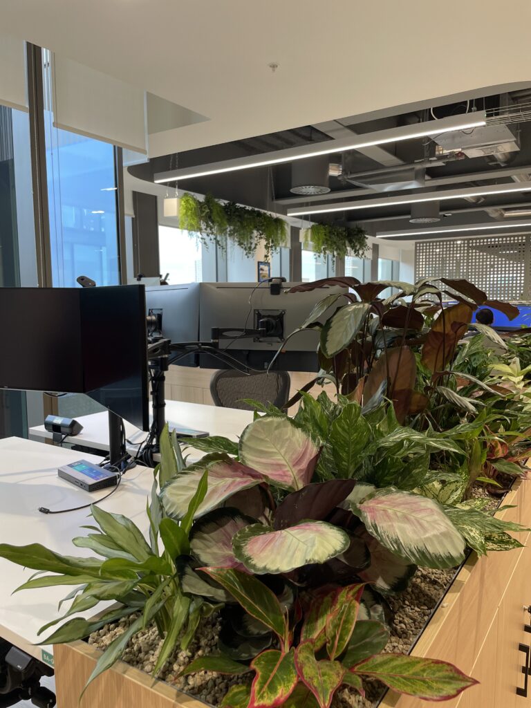 Plants in offices improve wellbeing
