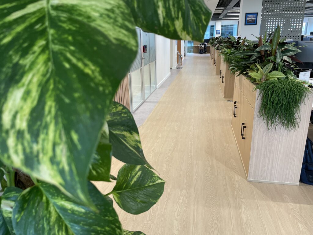 Office plants improve wellbeing
