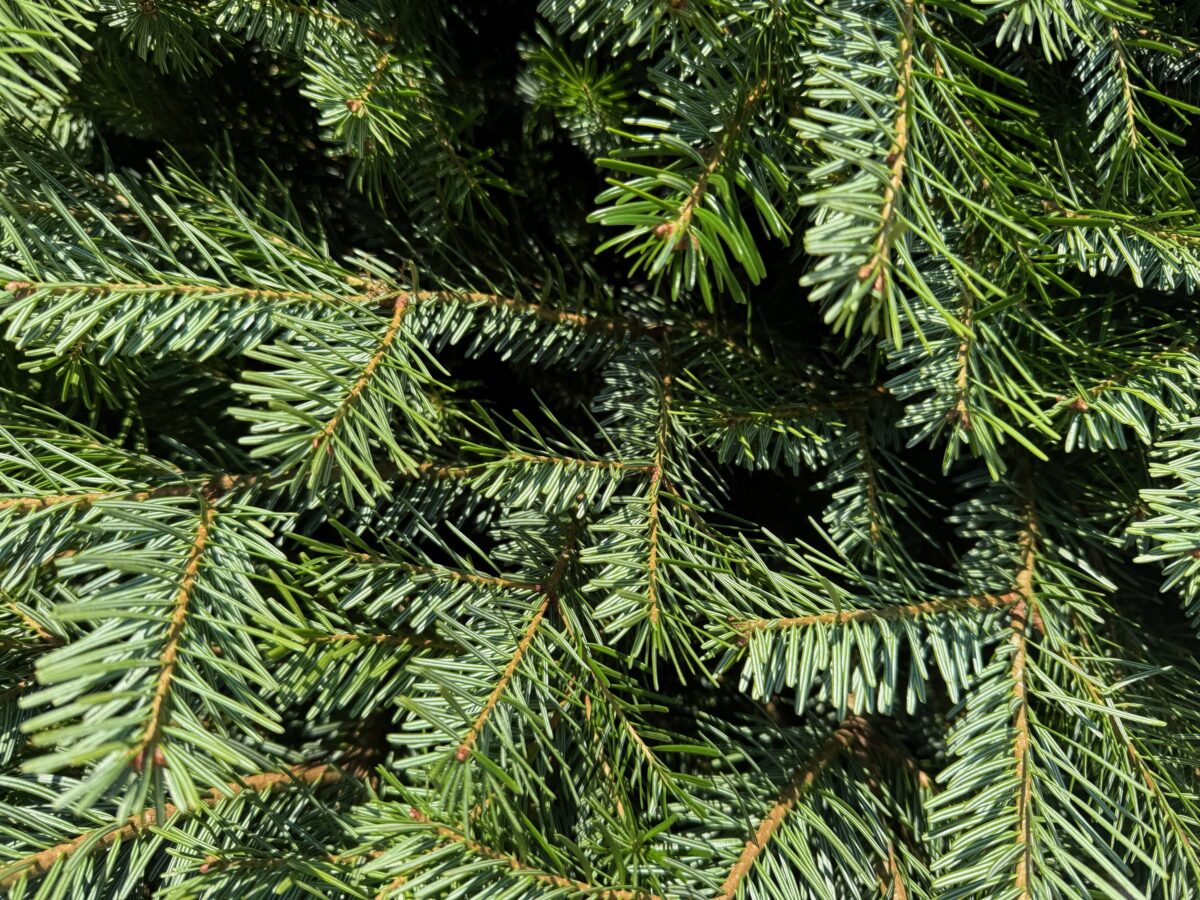 Live Exterior Christmas Tree - Image 5