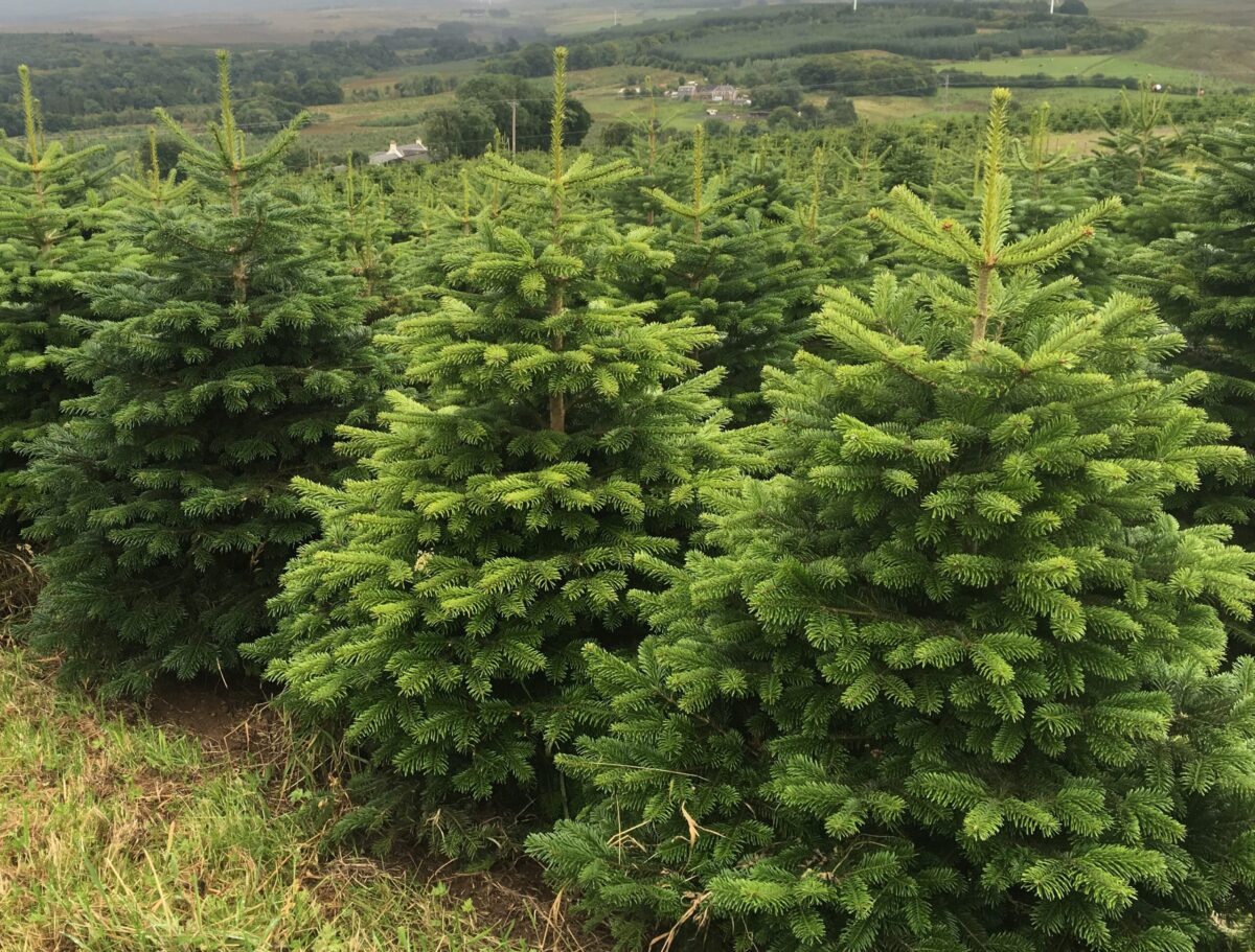 Live Exterior Christmas Tree - Image 4