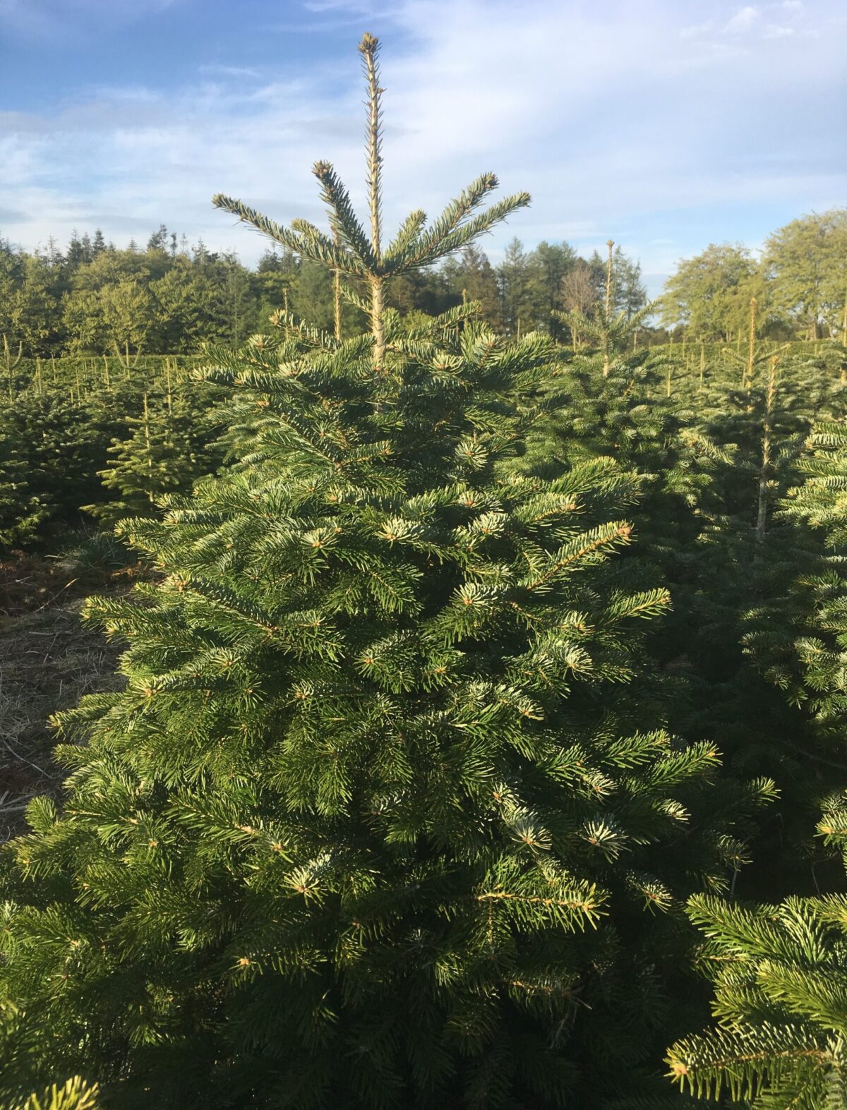 Live Exterior Christmas Tree