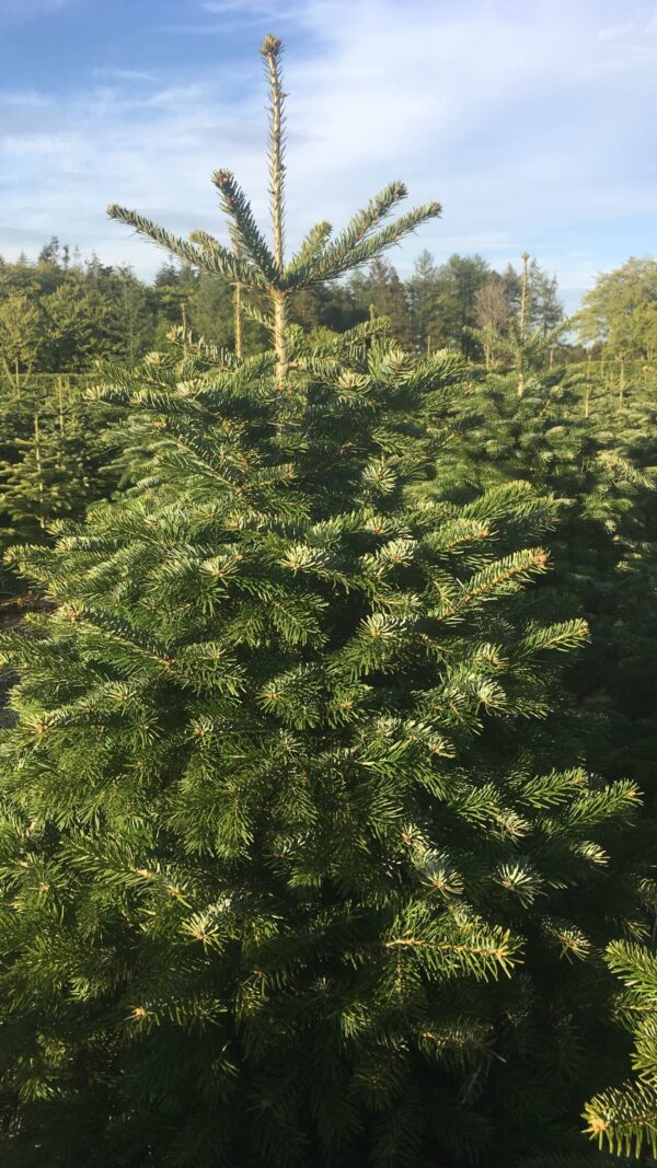 Live Exterior Christmas Tree
