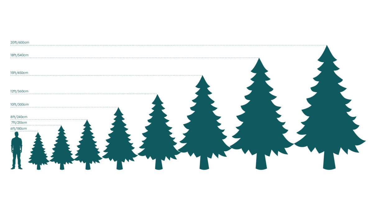 Live Interior Christmas Tree With Parcels - Enchanted Emerald - Image 2
