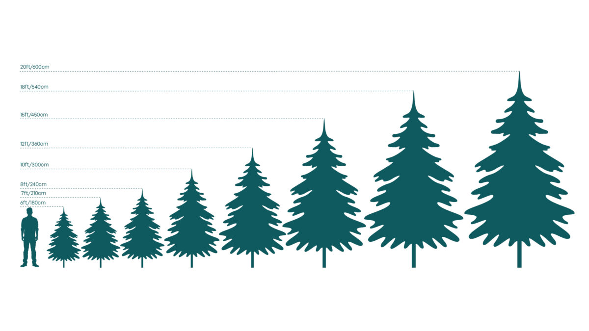 Live Interior Christmas Tree With Parcels - Champagne and Chocolates - Image 2