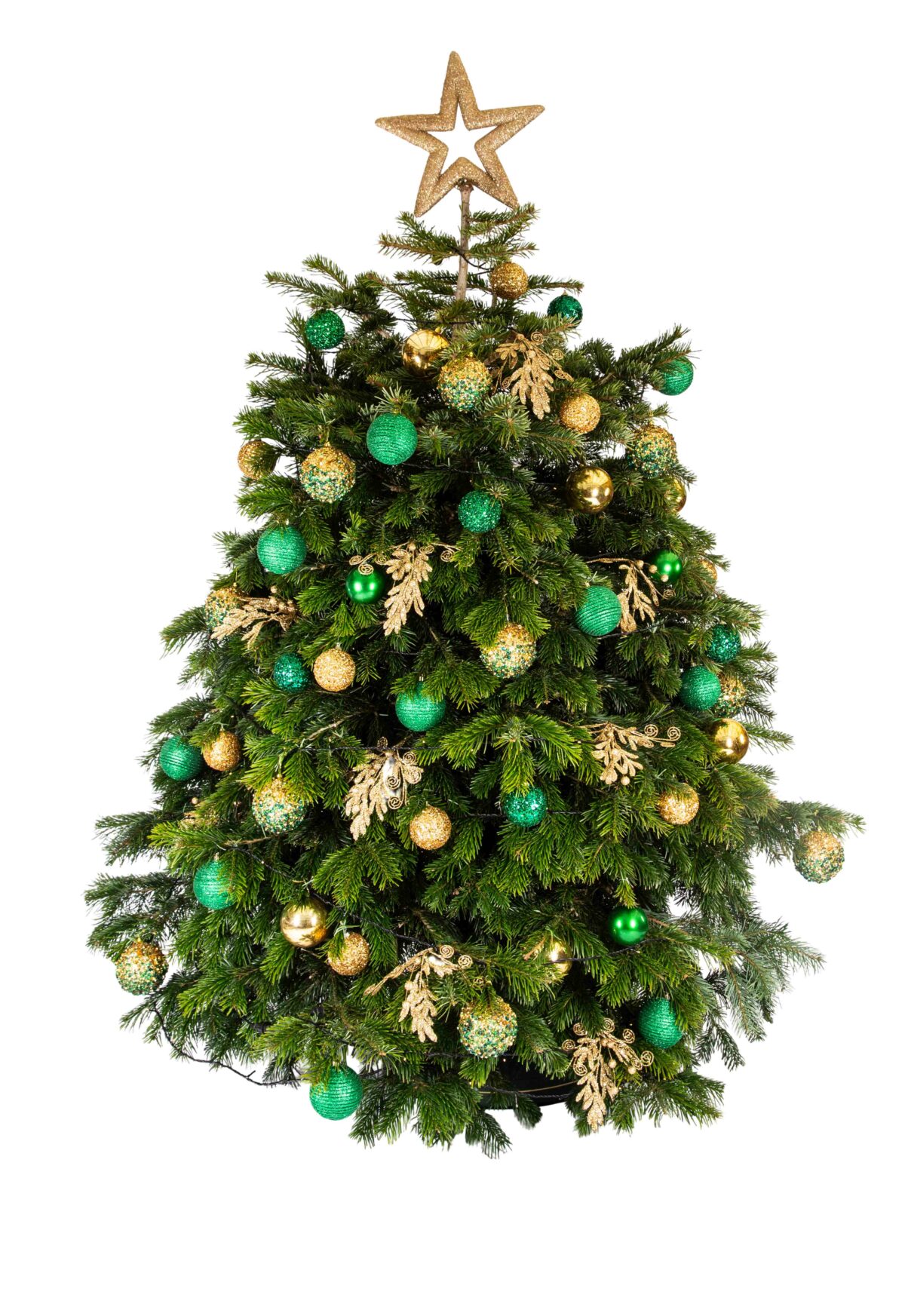 Live Interior Christmas Tree - Enchanted Emerald