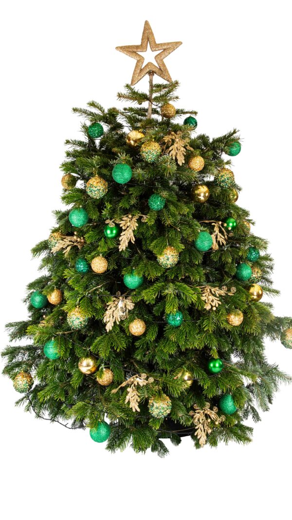 Live Interior Christmas Tree - Enchanted Emerald