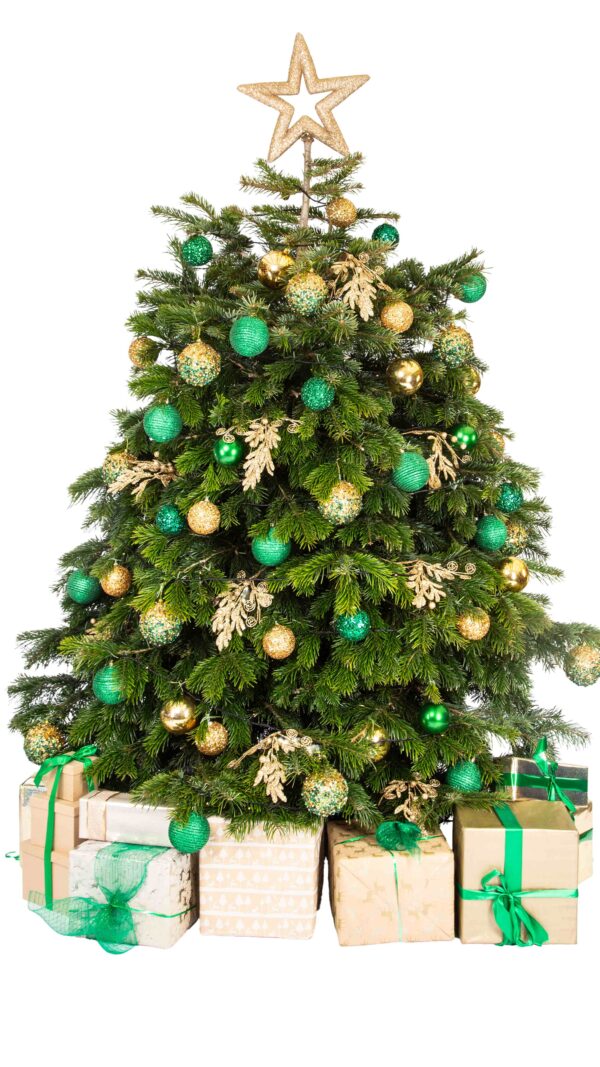 Live Interior Christmas Tree With Parcels - Enchanted Emerald