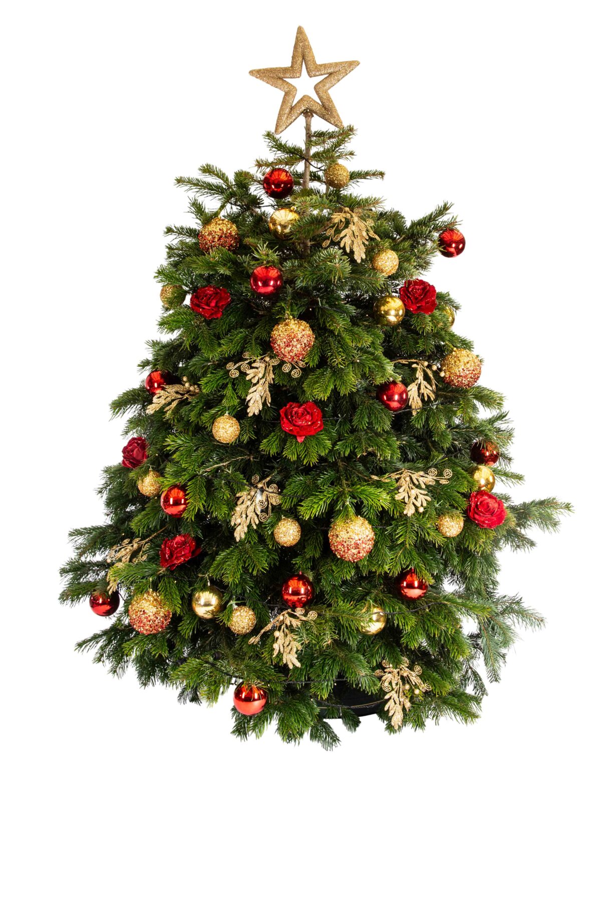 Live Interior Christmas Tree - Timeless Tradition