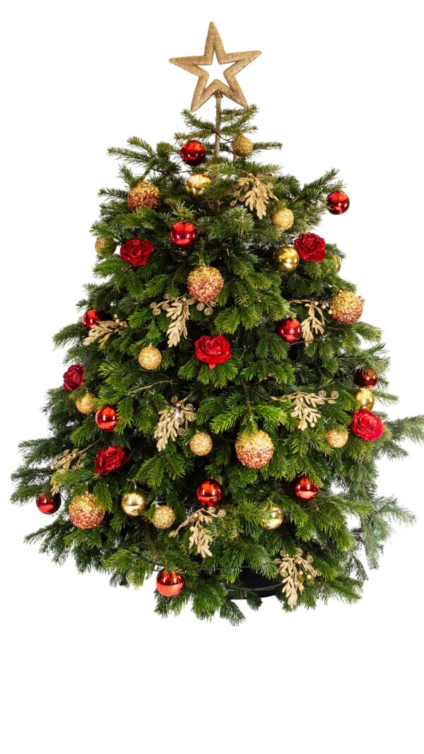 Live Interior Christmas Tree - Timeless Tradition