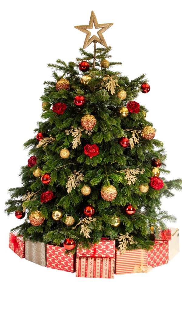 Live Interior Christmas Tree With Parcels - Timeless Tradition