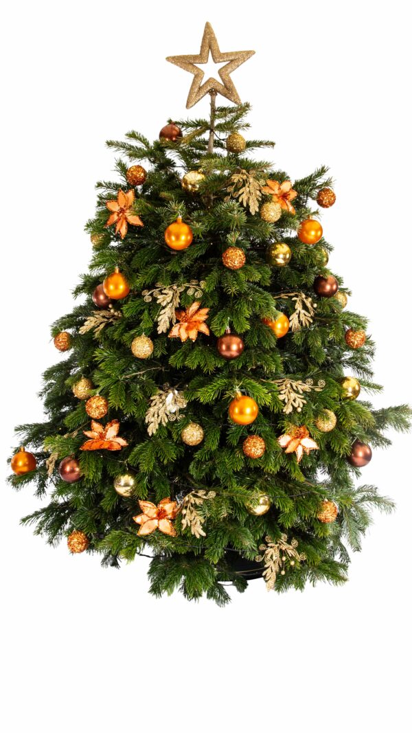 Live Interior Christmas Tree - Fireplace Magic