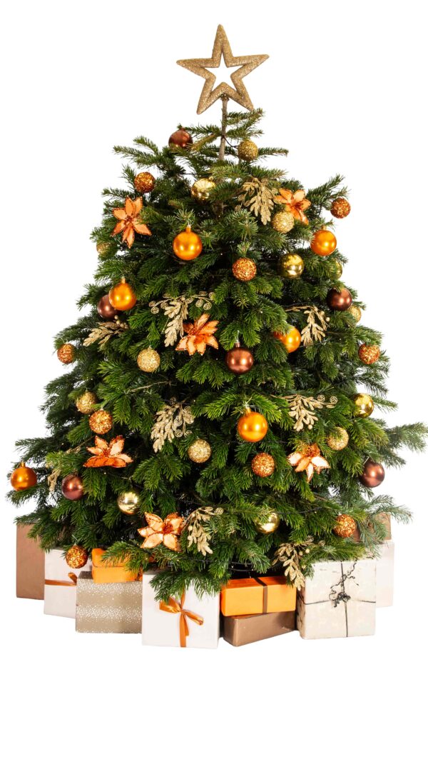 Live Interior Christmas Tree With Parcels - Fireplace Magic