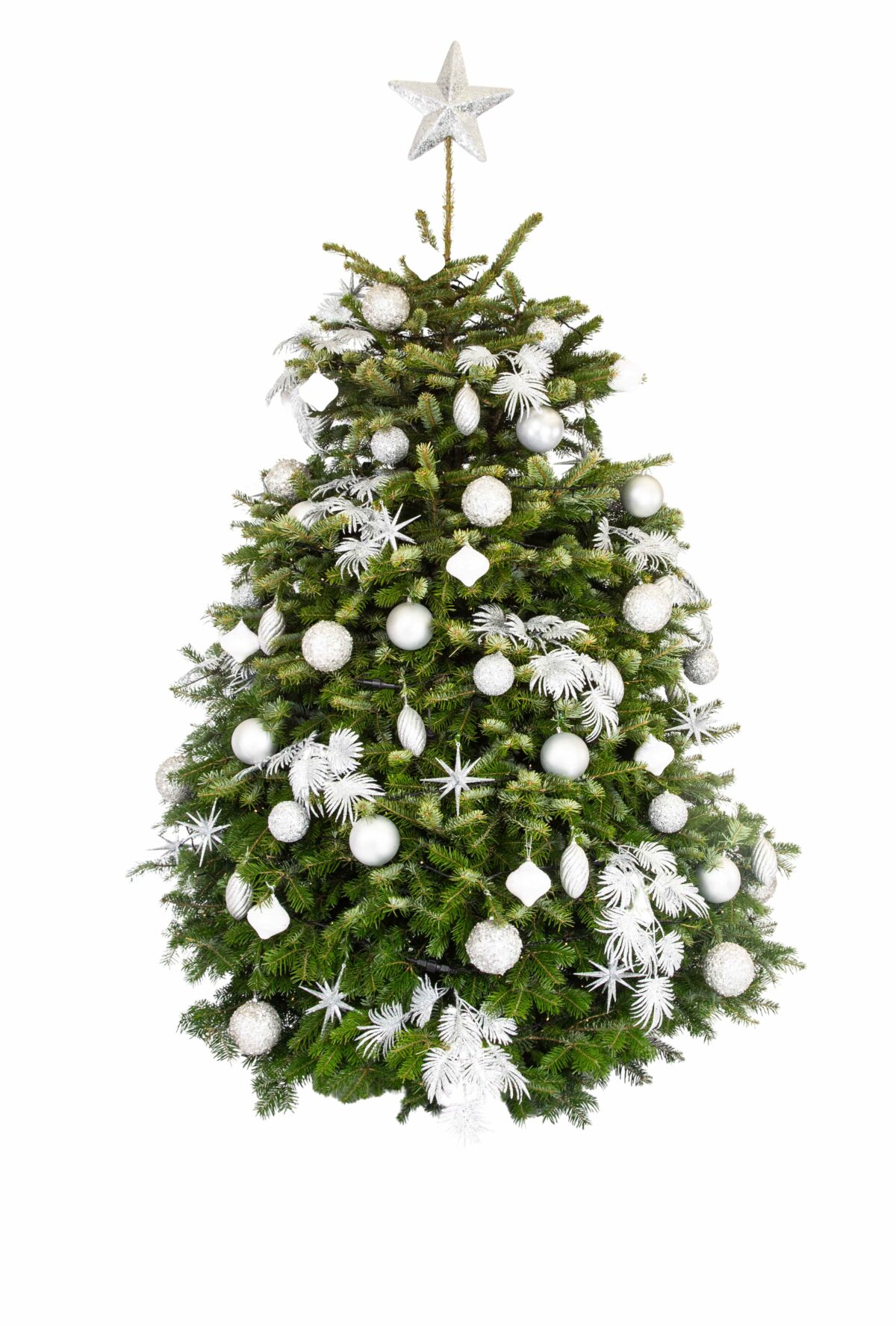 Live Interior Christmas Tree - Simply Silver