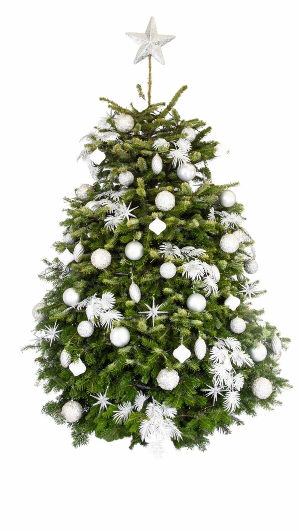 Live Interior Christmas Tree - Simply Silver