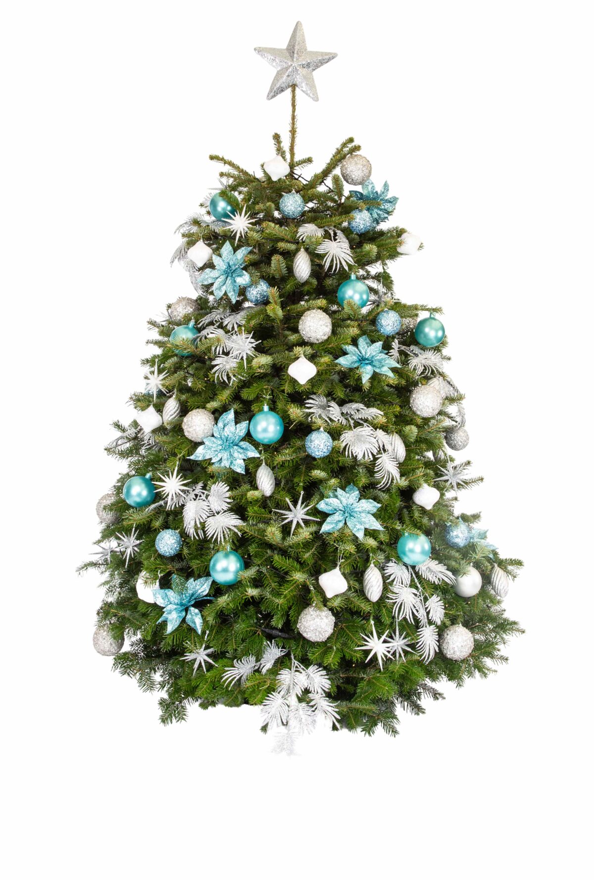 Live Interior Christmas Tree - Starry Night