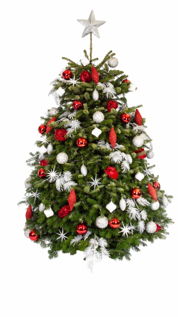 Live Interior Christmas Tree - Crimson Christmas