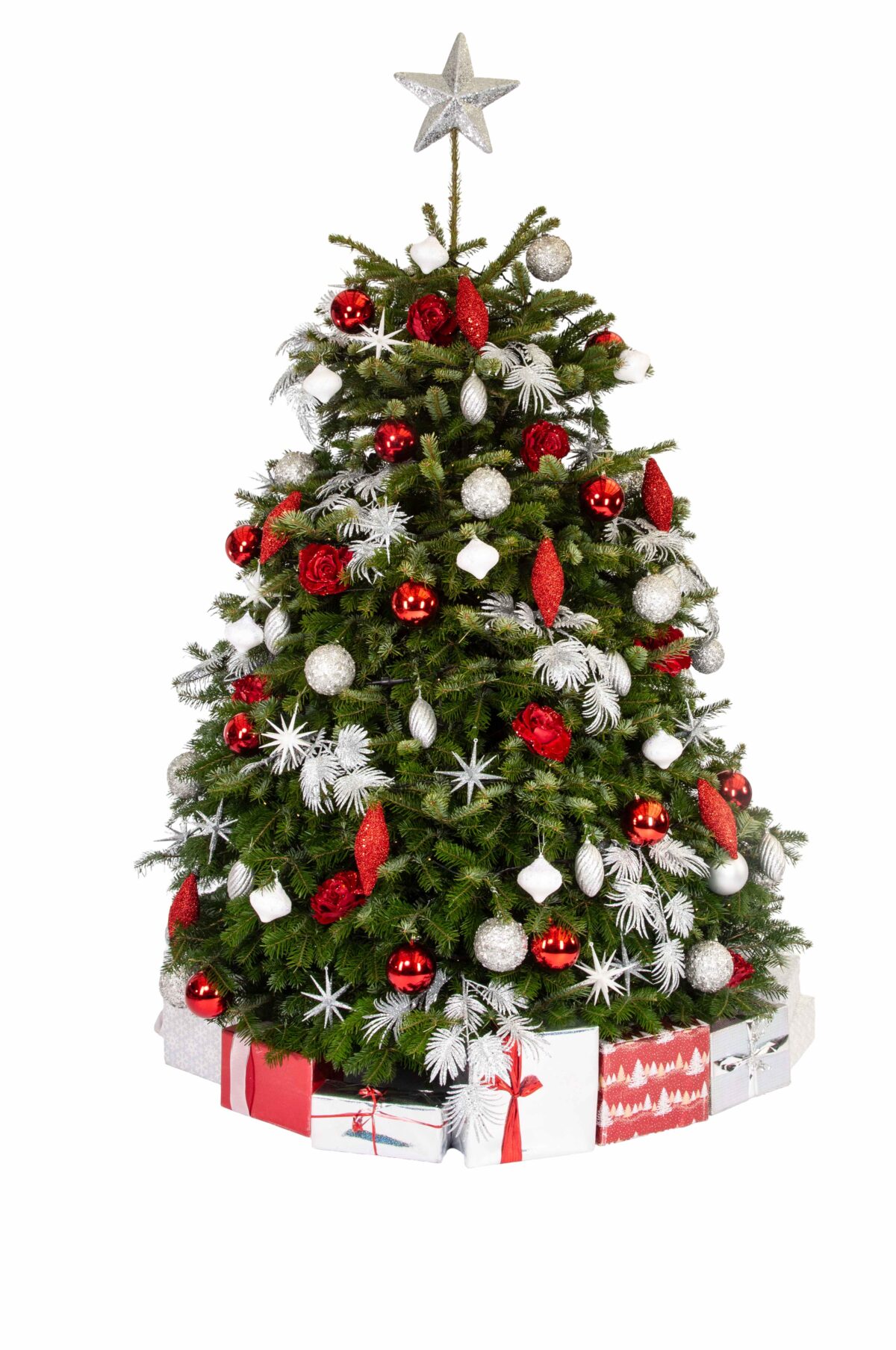 Live Interior Christmas Tree With Parcels - Crimson Christmas