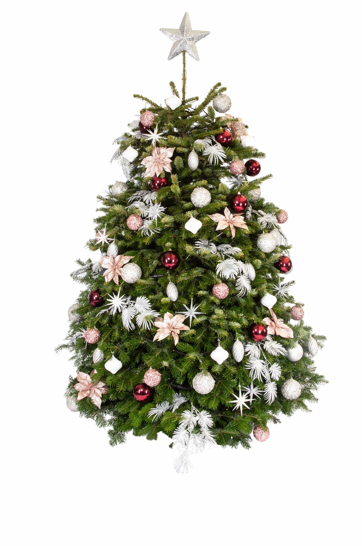 Live Interior Christmas Tree - Berry Delight