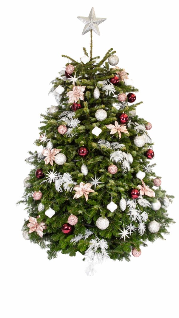 Live Interior Christmas Tree - Berry Delight