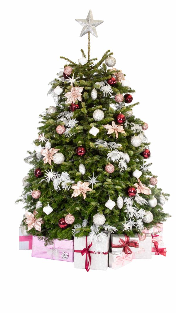Live Interior Christmas Tree With Parcels - Berry Delight