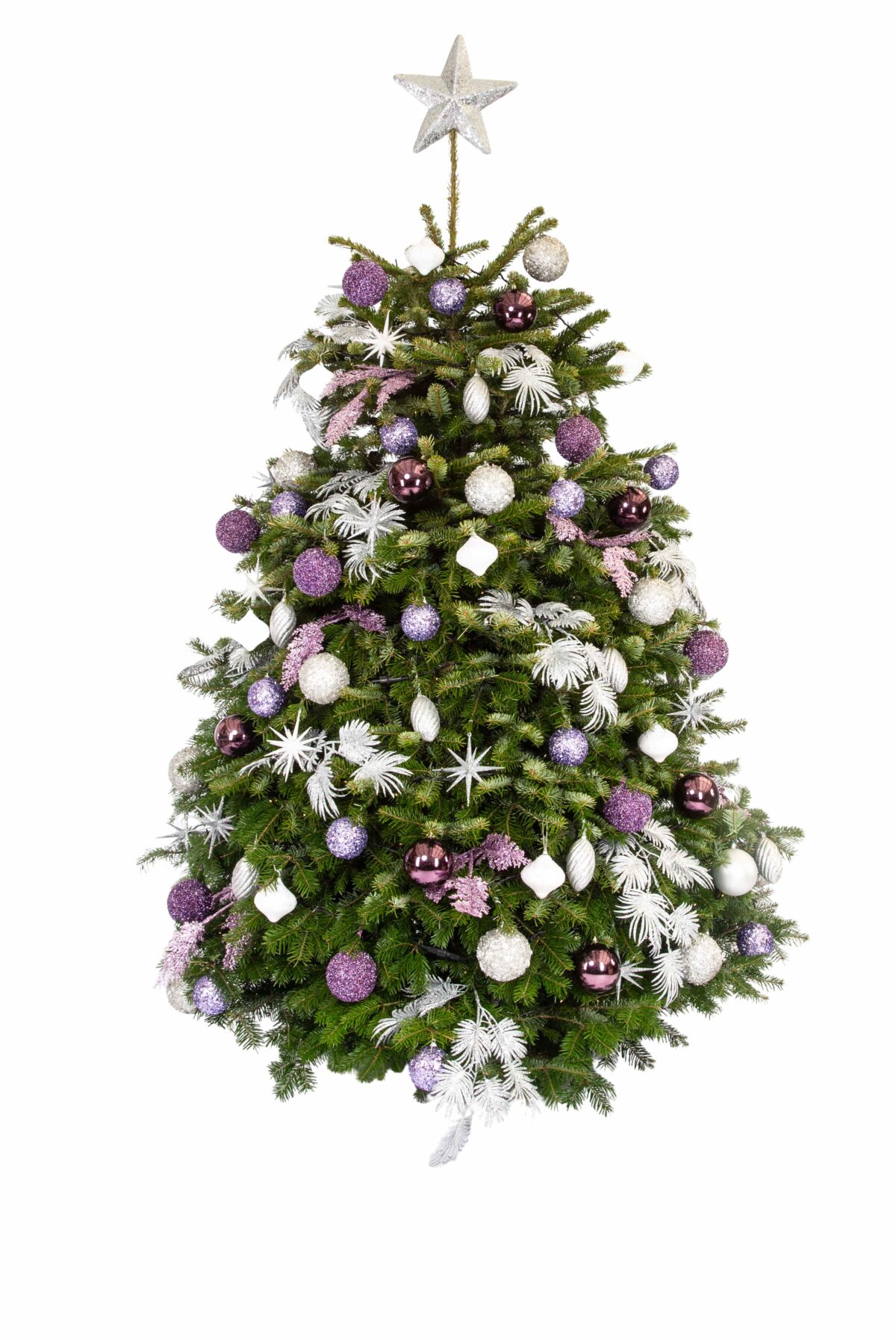 Live Interior Christmas Tree - Lavendar Sparkle