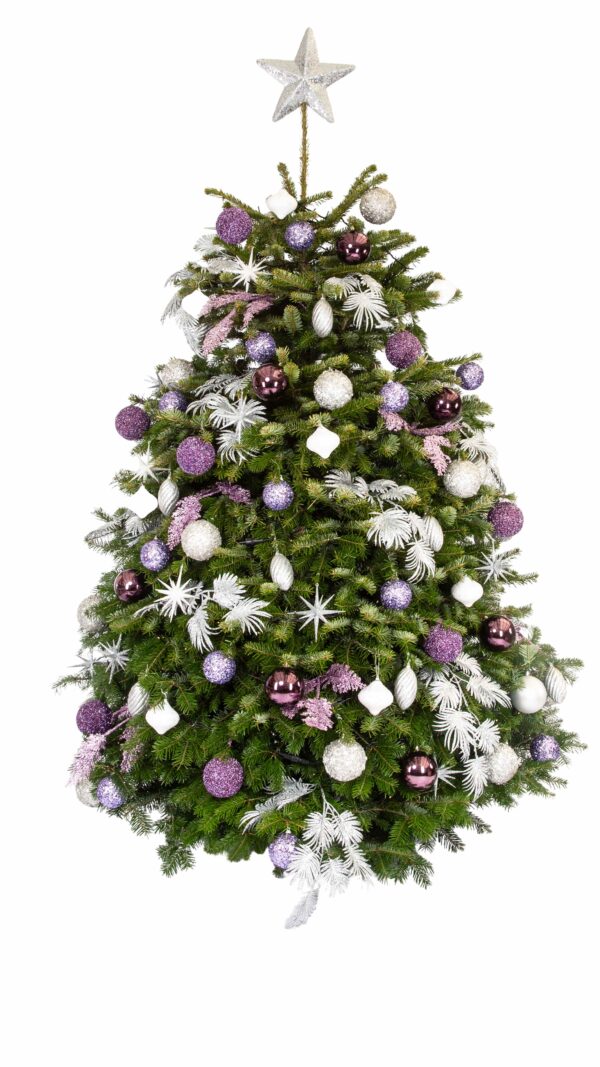 Live Interior Christmas Tree - Lavendar Sparkle