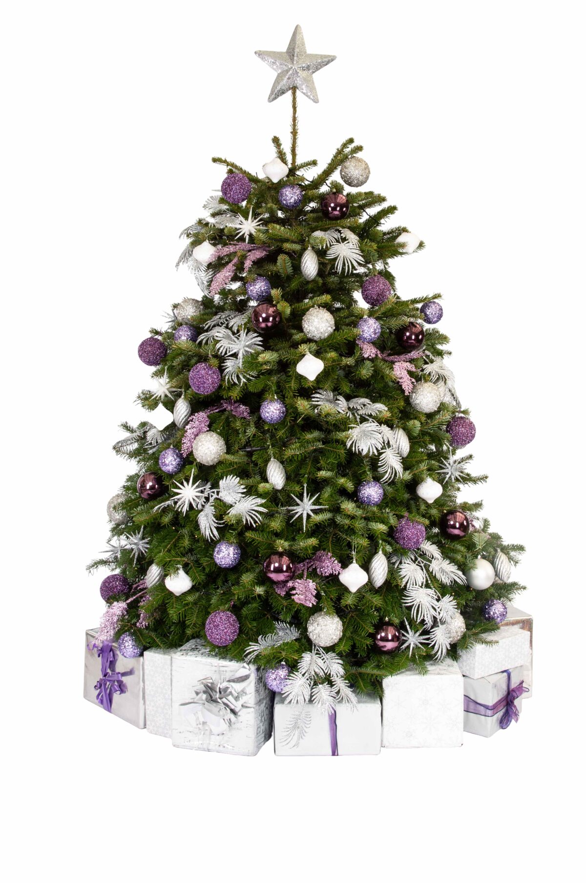 Live Interior Christmas Tree With Parcels - Lavendar Sparkle