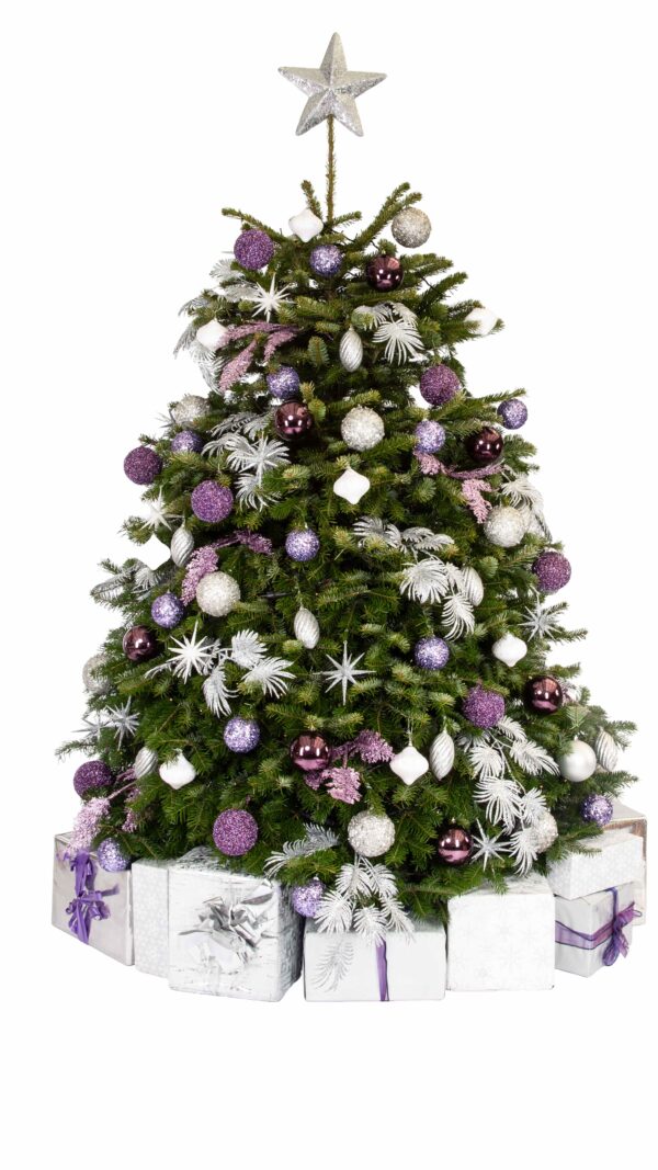 Live Interior Christmas Tree With Parcels - Lavendar Sparkle