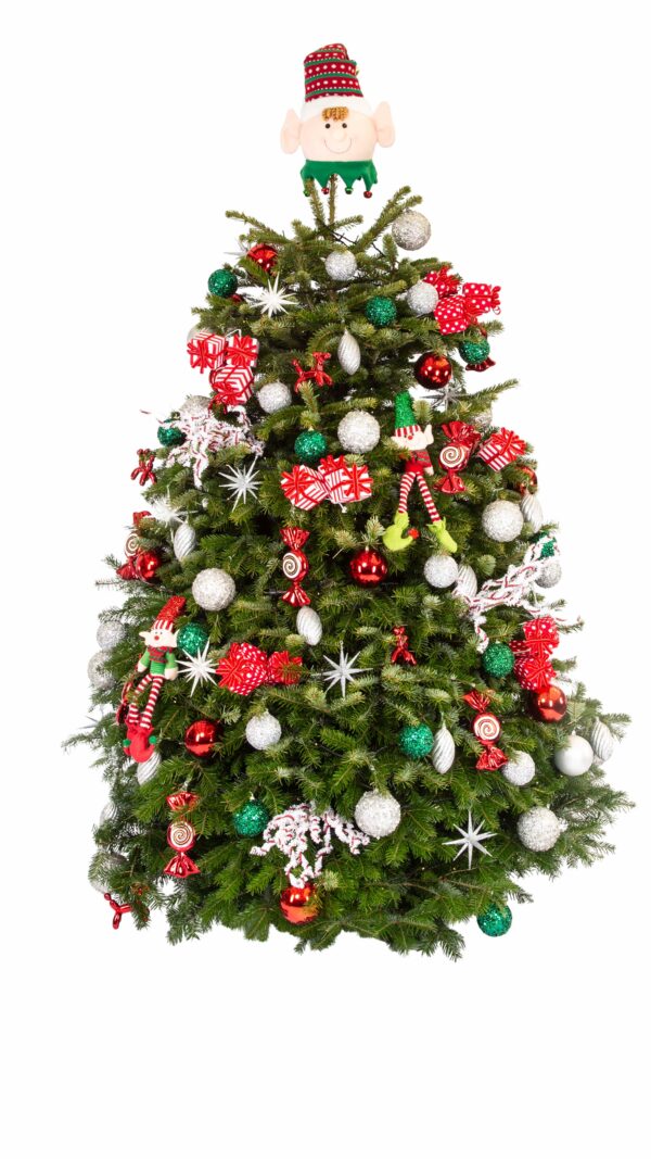 Live Interior Christmas Tree - Jolly Holly
