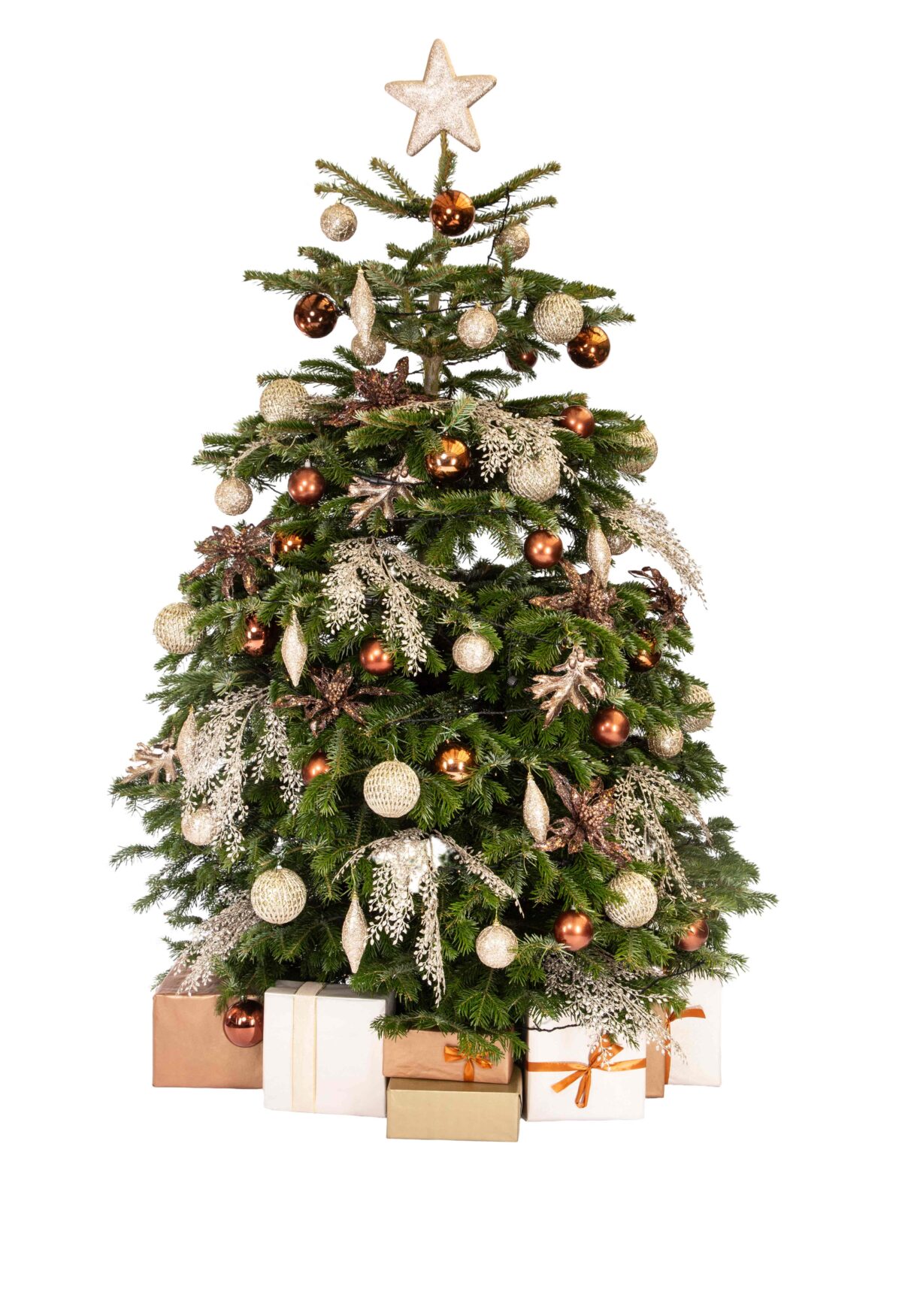 Live Interior Christmas Tree With Parcels - Champagne and Chocolates