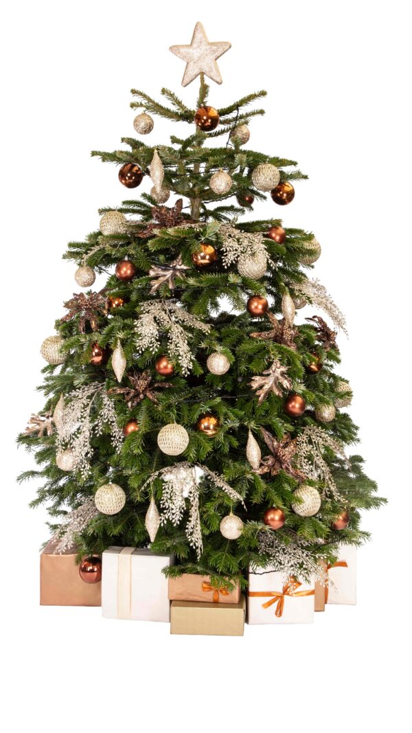 Live Interior Christmas Tree With Parcels - Champagne and Chocolates