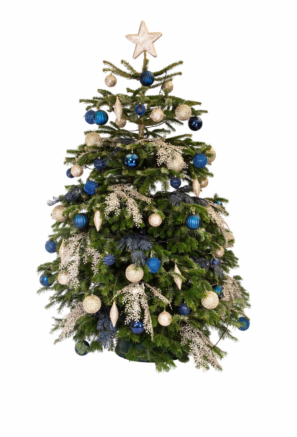 Live Interior Christmas Tree - Midnight Elegance