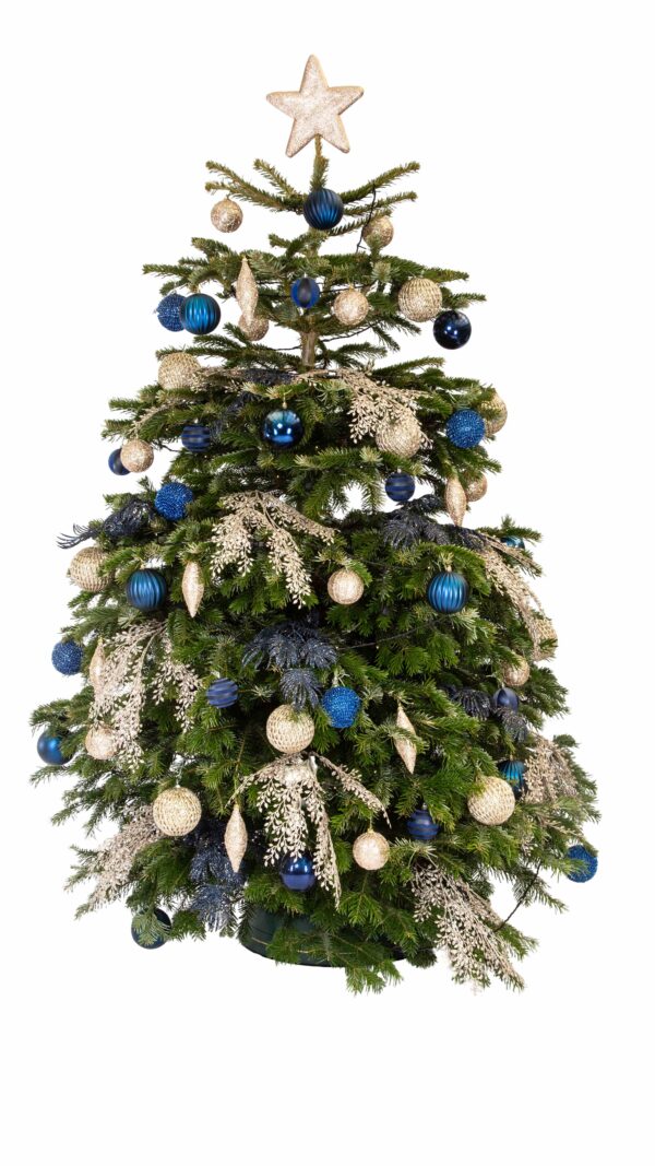 Live Interior Christmas Tree - Midnight Elegance